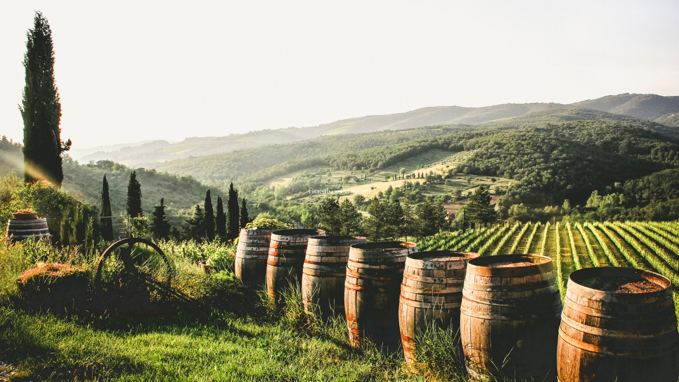 Vineyard (2)