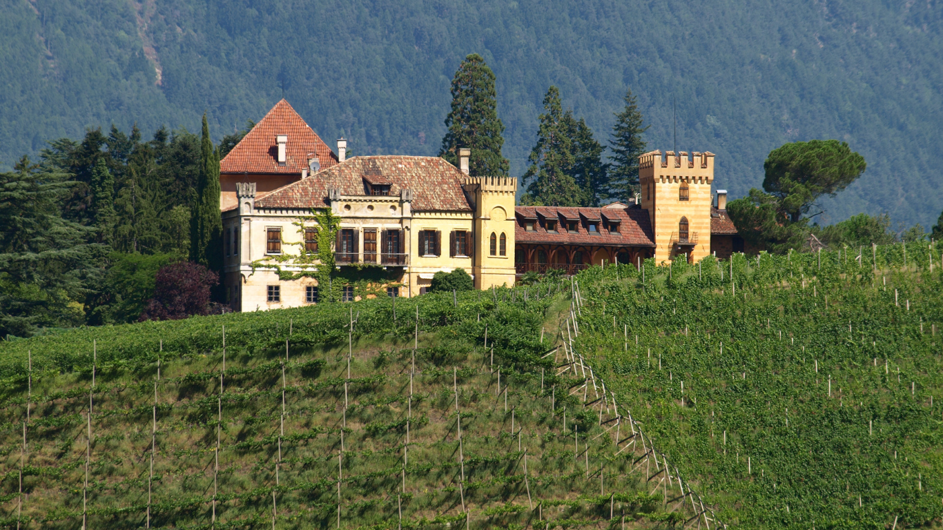 Vineyard (5)